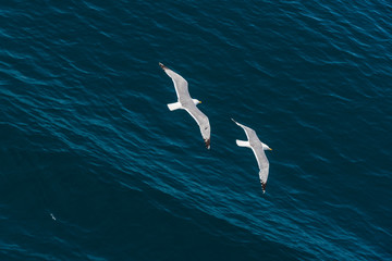 Seagulls at the Ionian sea