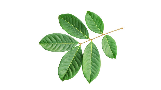 rambutan leaves on a white background.