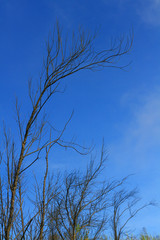 
This is your image!
A dry branch of tree against blue sky abstract background.
A dry branch of tree against blue sky abstract background.
