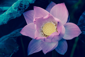 Fiore di Loto © Andrea