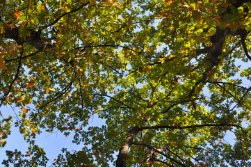 Oak forest in autumn bottom view. Natural forest background