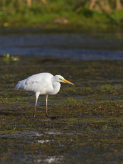 White Egret