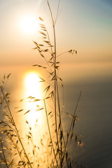 Plants at the sea in Lefkada island