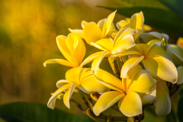 Fototapeta premium Plumeria
