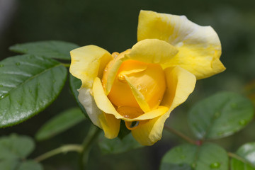 Rose jaune