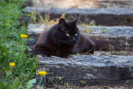 Chat