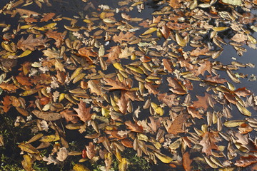 braun verfärbtes Herbstlaub in einem Gewässer schwimmend