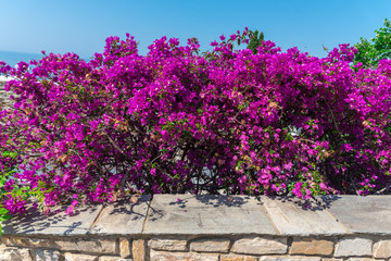 Obraz premium Beautiful mediterranean flowers