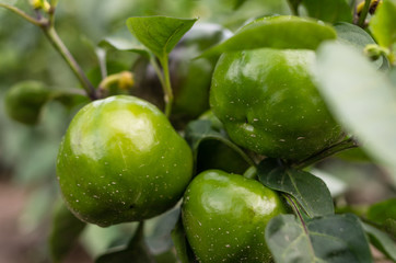 Green unripe pepper on the bush in the Garden during Sunny day
