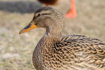 Flock of Ducks