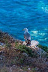 Coastline at the Thassos beach