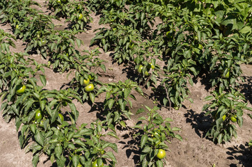 Fototapeta na wymiar Rows of pepper on the field during sunny day