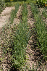 Rows of chives on the field during sunny day