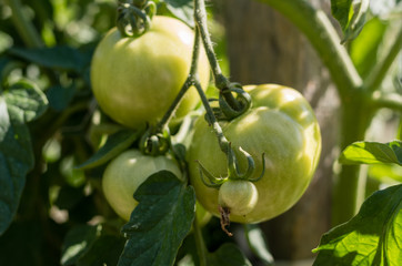 Unripe green tomato hanging on the bush