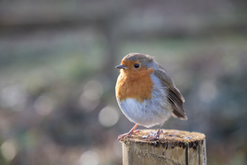 Robin close up