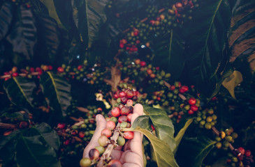 Fototapeta na wymiar arabica coffee berries with agriculturist hands. Hand holding coffee bean in the morning with filter