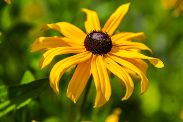 Amazing yellow flowers
