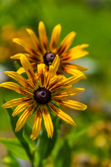 Amazing yellow flowers