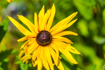 Amazing yellow flowers