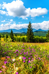 Fototapeta premium Summer in Tihuta , Romania