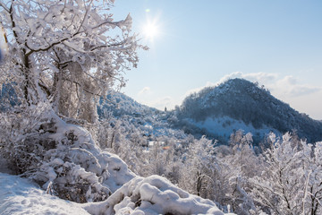 Fresh snow on the trees landscape