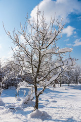 Fototapeta na wymiar Fresh snow on the trees landscape