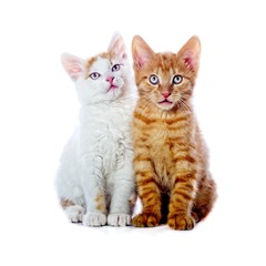 Zwei süße Kätzchen isoliert auf weiß 