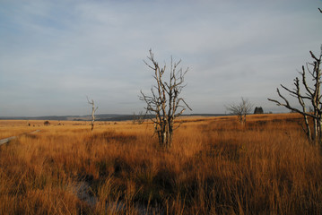 Outlook in High fens (Hohes Venn) with leafless trees , Belgium