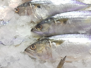 A lot of fresh mackerel on the ice