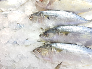 A lot of fresh mackerel on the ice