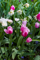 Beautiful white Magnolia flowers
