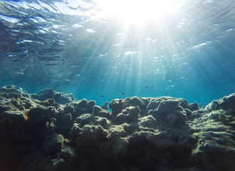Fototapeta na wymiar Unterwasserlandschaft