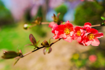 Fototapeta na wymiar Jappanesse cherry flowers