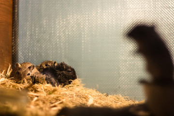 Hamsters in the cage. with a shadow in the foreground. and a group resting on the second.