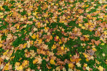 autumn colored tree leaves in the park