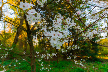 Beautiful white Magnolia flowers