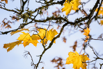 autumn colored tree leaves in the park