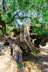 Fototapeta na wymiar Old olive tree
