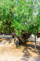 Old olive tree