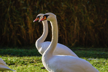 swan close up on lake water in sunny autumn day
