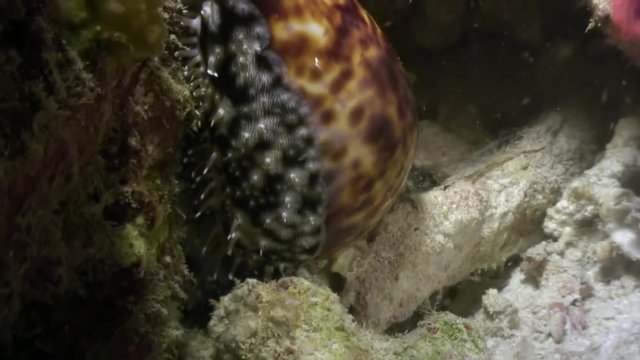 Sea snail Porcelaines Cowries close up underwater on seabed White Sea. Unique amazing beautiful exotic macro video. Marine life on background of pure clear clean water.