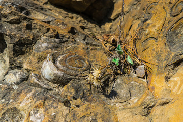 Snail shell fossil, geologic texture 