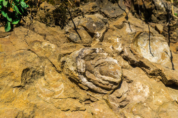 Snail shell fossil, geologic texture 