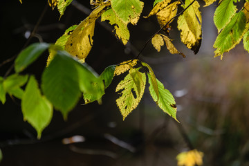 autumn colored tree leaves in the park