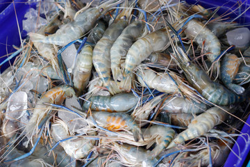 Fresh shrimp sold