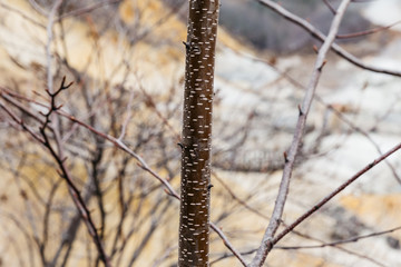 Branch detail at Noboribetsu Jigokudani (Hell Valley): The volcano valley got its name from the sulfuric smell, extremely high heat and steam spouting out of the ground in Hokkaido, Japan.
