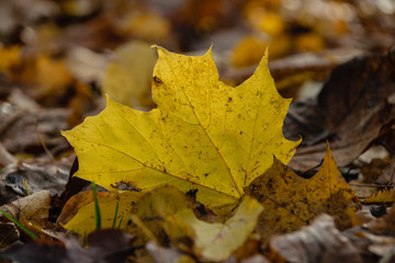 autumn colored tree leaves in the park