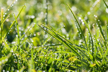 green grass with dew drops in sunlight on a spring meadow.
