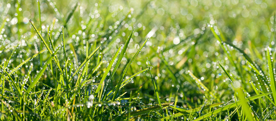 panorama green grass with dew drops in sunlight on a spring meadow