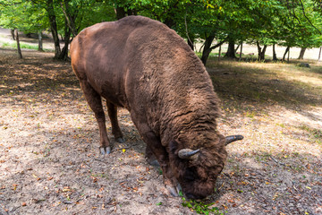 Wild aurochs